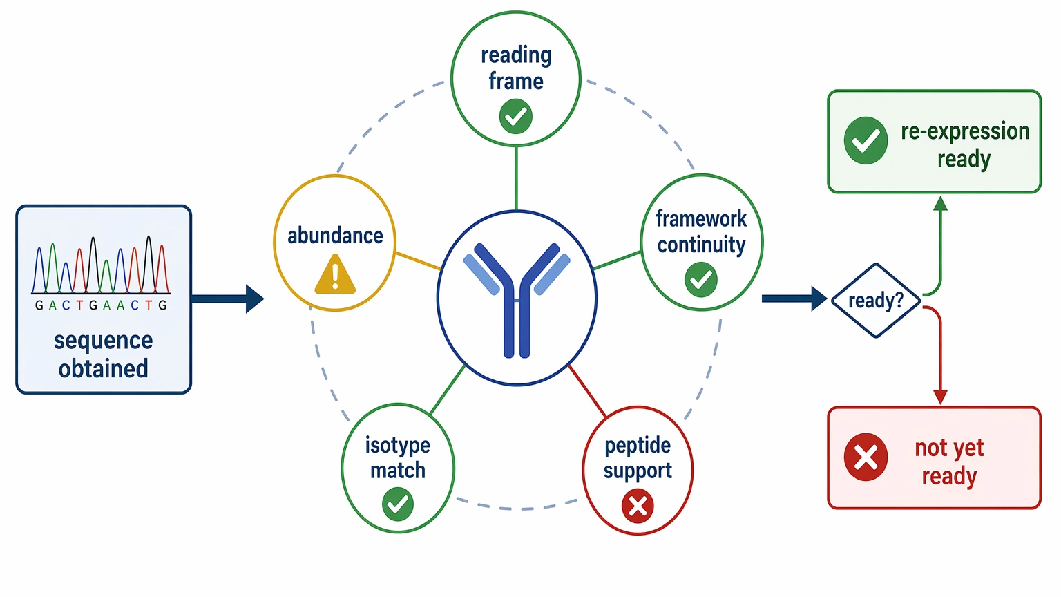 Hybridoma monoclonal antibody sequencing troubleshooting diagram for chain assignment readiness before re-expression