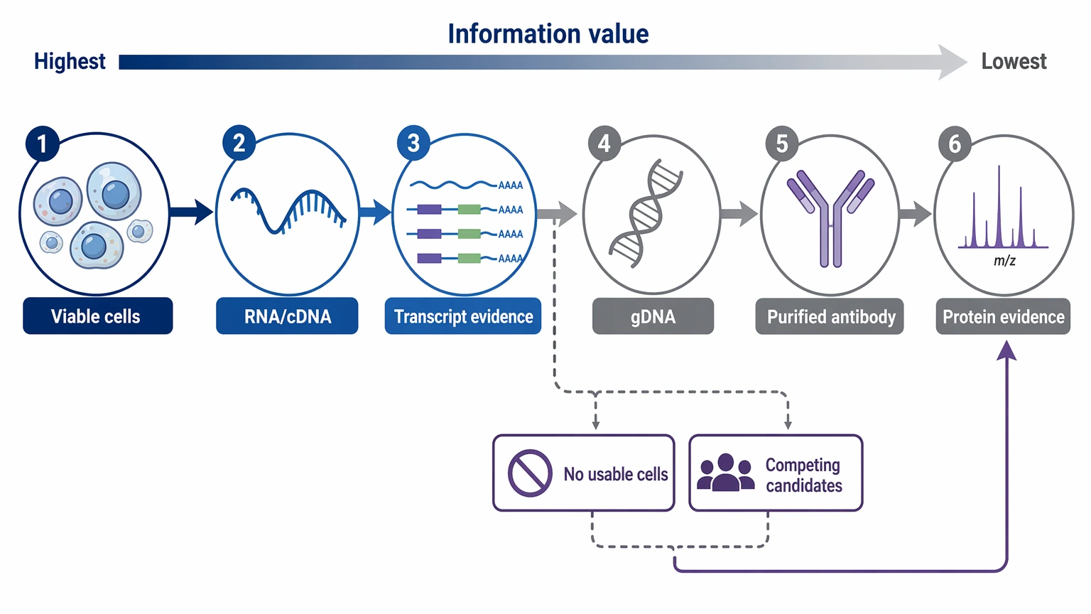 Hybridoma antibody sequencing sample triage guide ranking cells, RNA, gDNA, and purified antibody by information value
