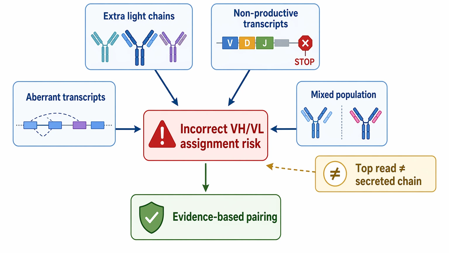 Hybridoma antibody sequencing problem localization diagram showing causes of incorrect VH/VL chain pairing