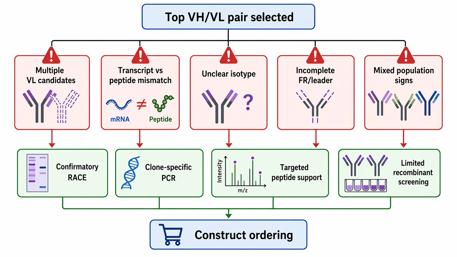 Hybridoma antibody sequencing troubleshooting flow showing warning signs that require VH/VL confirmation before construct ordering