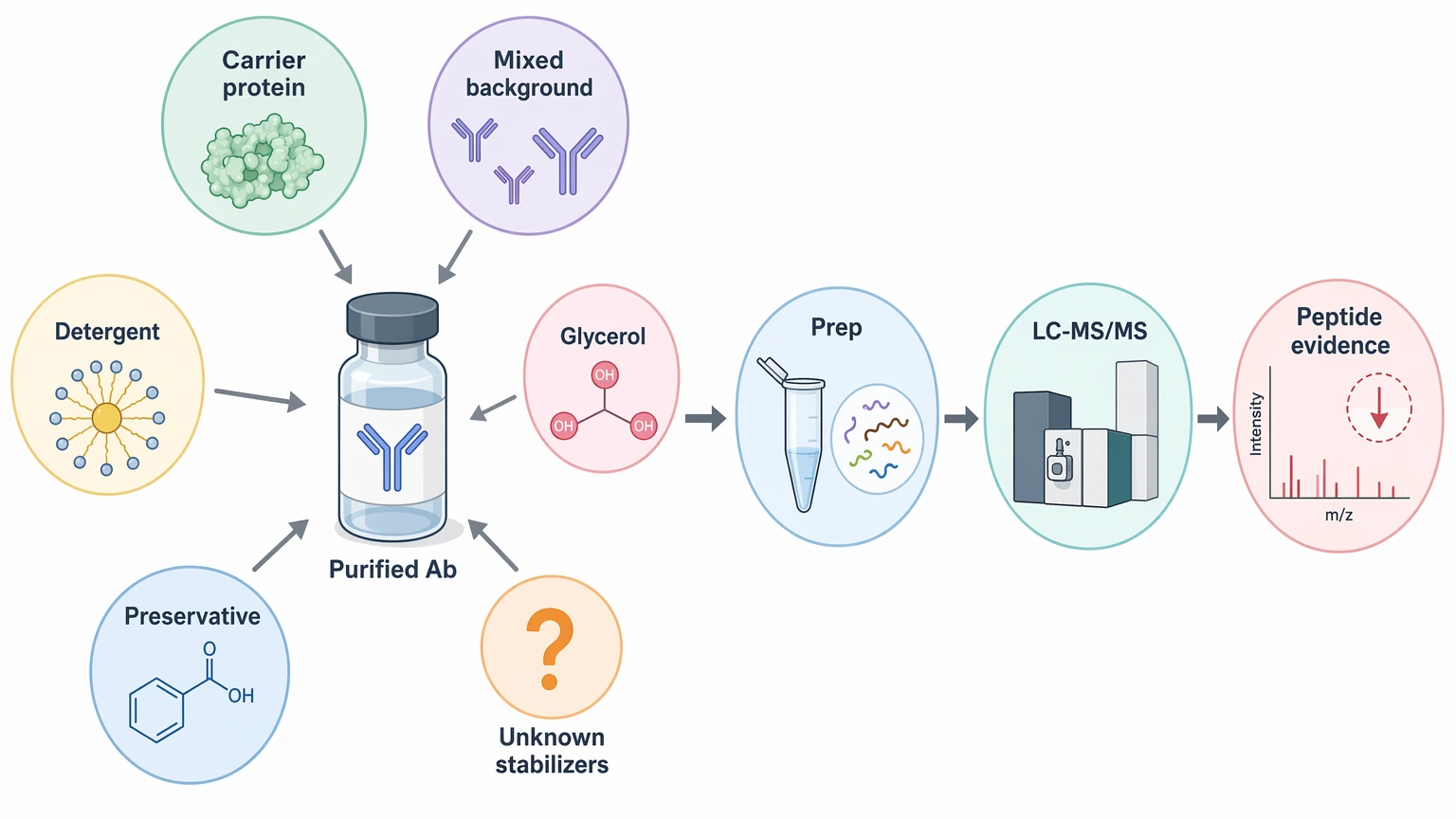 Antibody protein sequencing service diagram showing sample interference sources that reduce LC-MS/MS peptide evidence