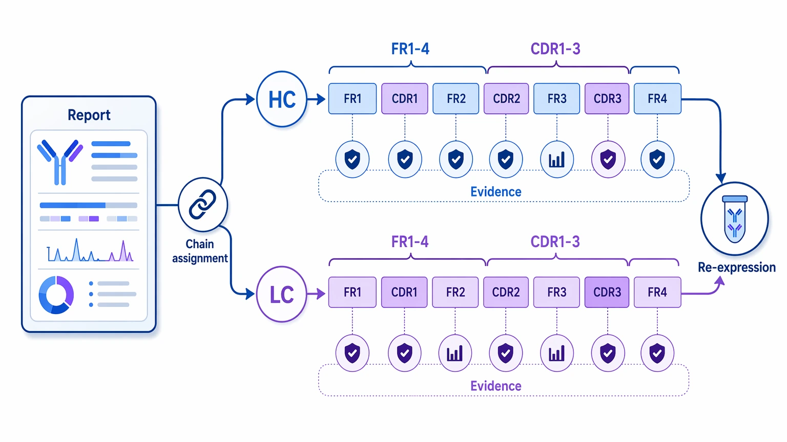 Antibody protein sequencing service figure showing HC and LC report mapping across FR and CDR regions
