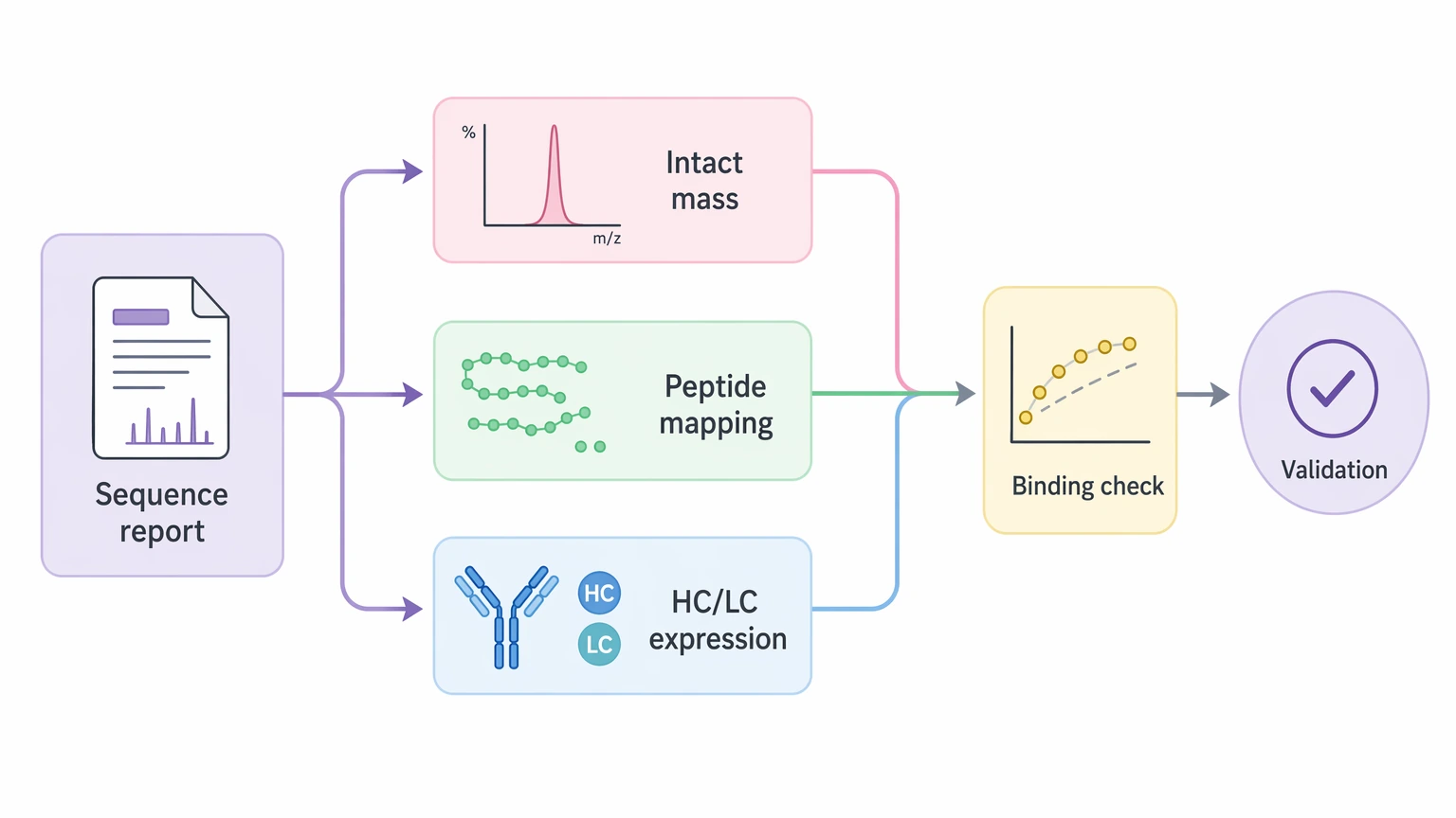 Antibody protein sequencing service workflow showing orthogonal validation with intact mass, peptide mapping, and HC LC expression checks