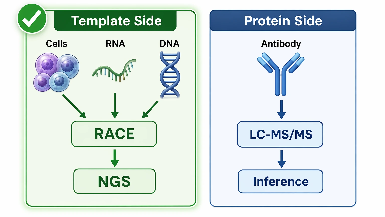 de novo antibody sequencing comparison of template-side recovery and protein-only LC-MS/MS inference