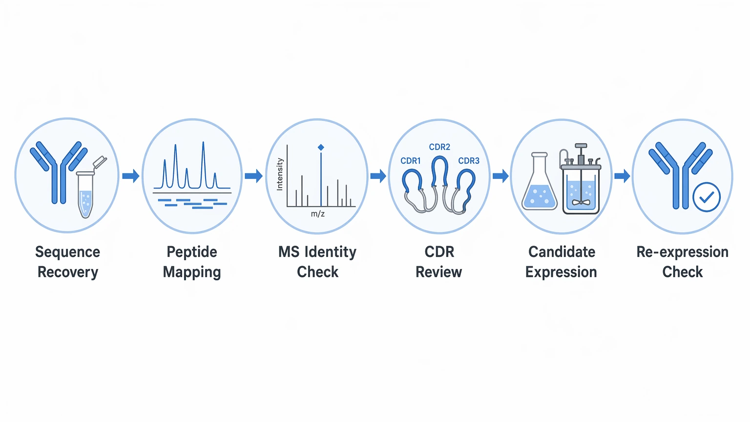 de novo antibody sequencing validation workflow from sequence recovery to re-expression check