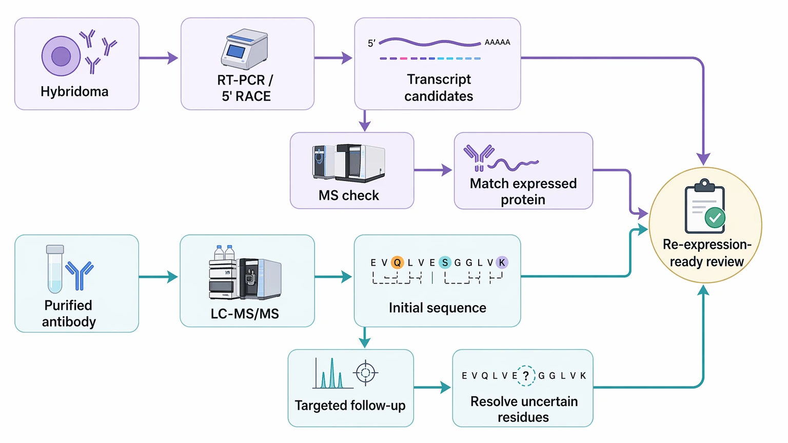Antibody sequencing mass spectrometry and NGS combined workflow with orthogonal validation for sequence confirmation