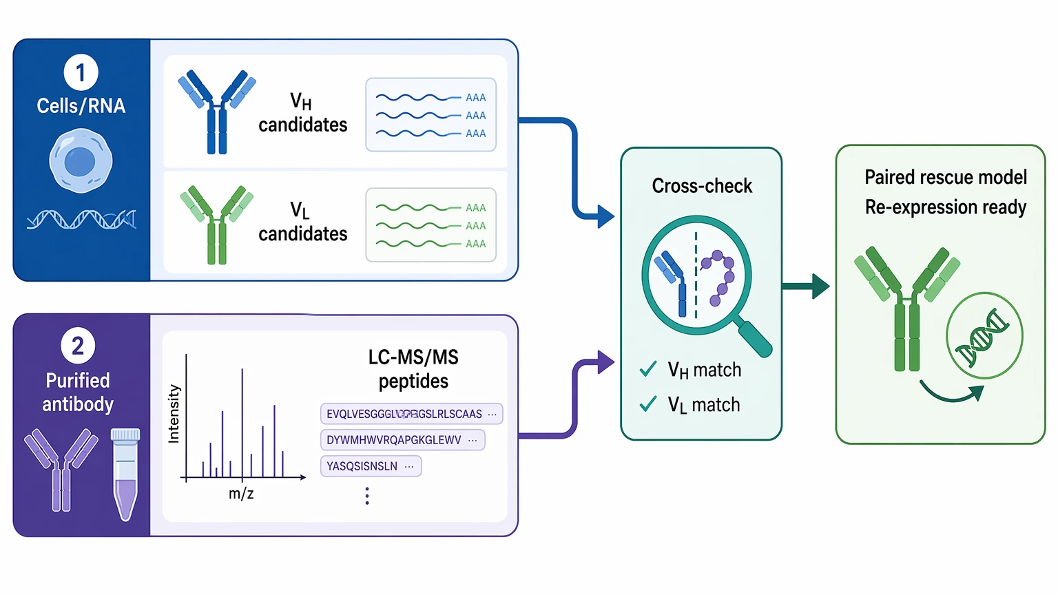 Hybridoma monoclonal antibody sequencing combined evidence workflow linking VH VL candidates with LC-MS MS peptide support