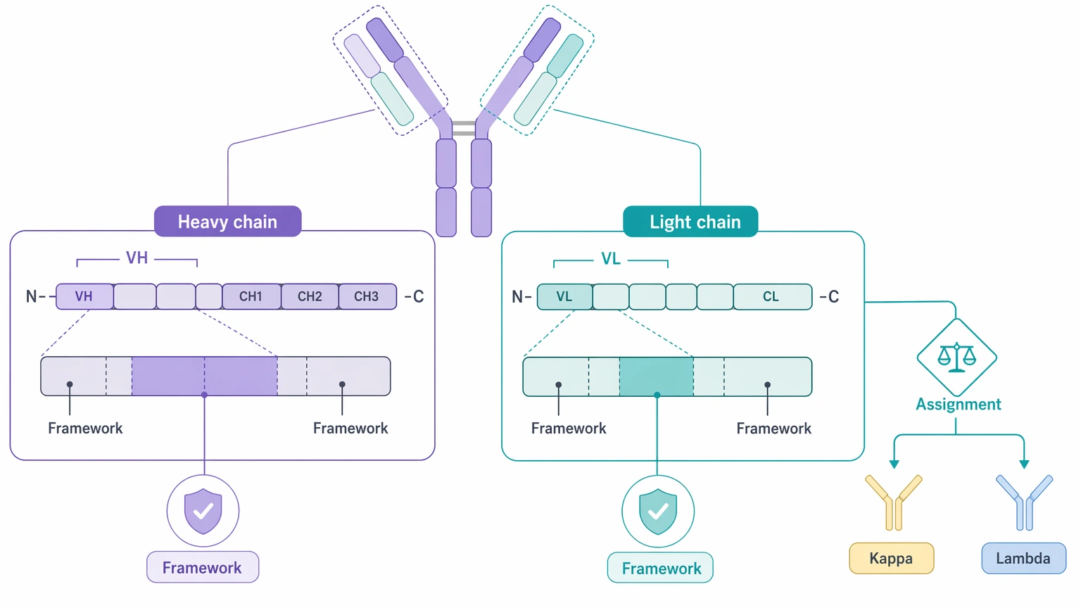 Antibody sequencing services diagram showing heavy chain and light chain resolution with VH, VL, and kappa lambda assignment