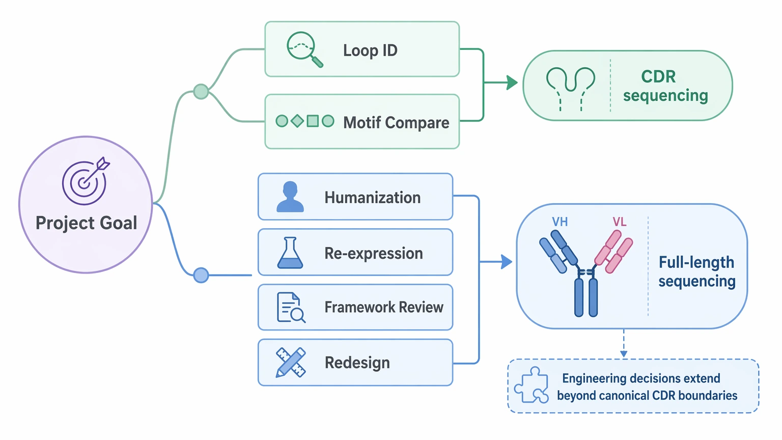 Antibody CDR sequencing decision path comparing CDR-only and full-length antibody sequencing choices