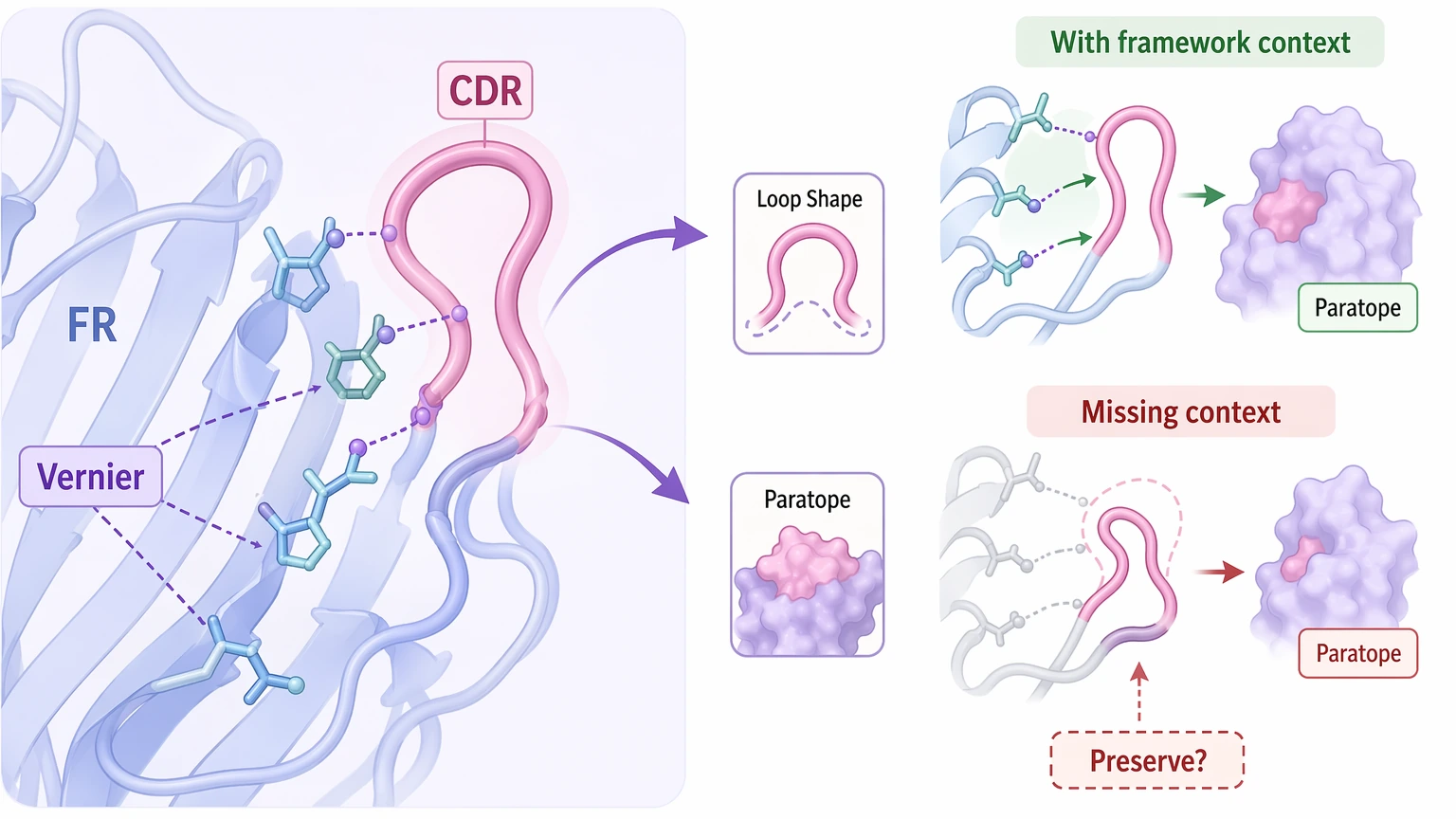 Antibody CDR sequencing humanization diagram showing Vernier residues and framework support around CDR loops