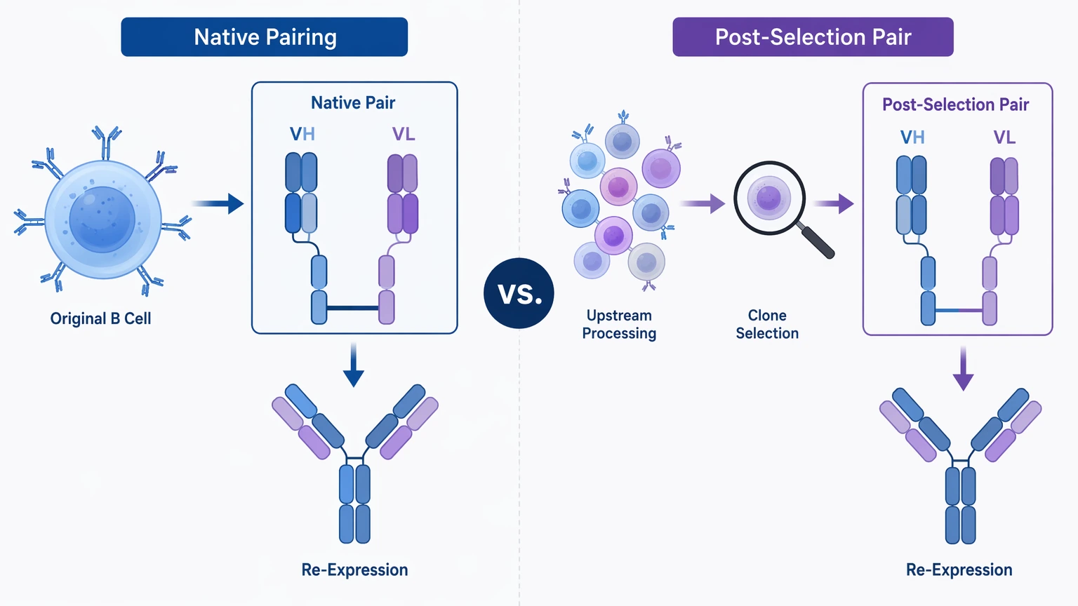 single-cell antibody sequencing diagram showing native heavy and light chain pairing for recombinant re-expression