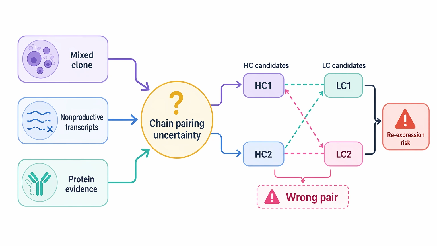 Monoclonal antibody sequencing problem localization diagram showing chain pairing uncertainty from mixed clones, nonproductive transcripts, and limited protein evidence