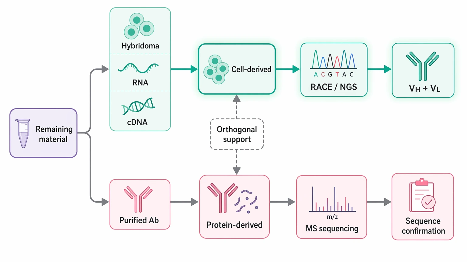Monoclonal antibody sequencing decision path comparing cell-derived recovery and mass spectrometry rescue routes