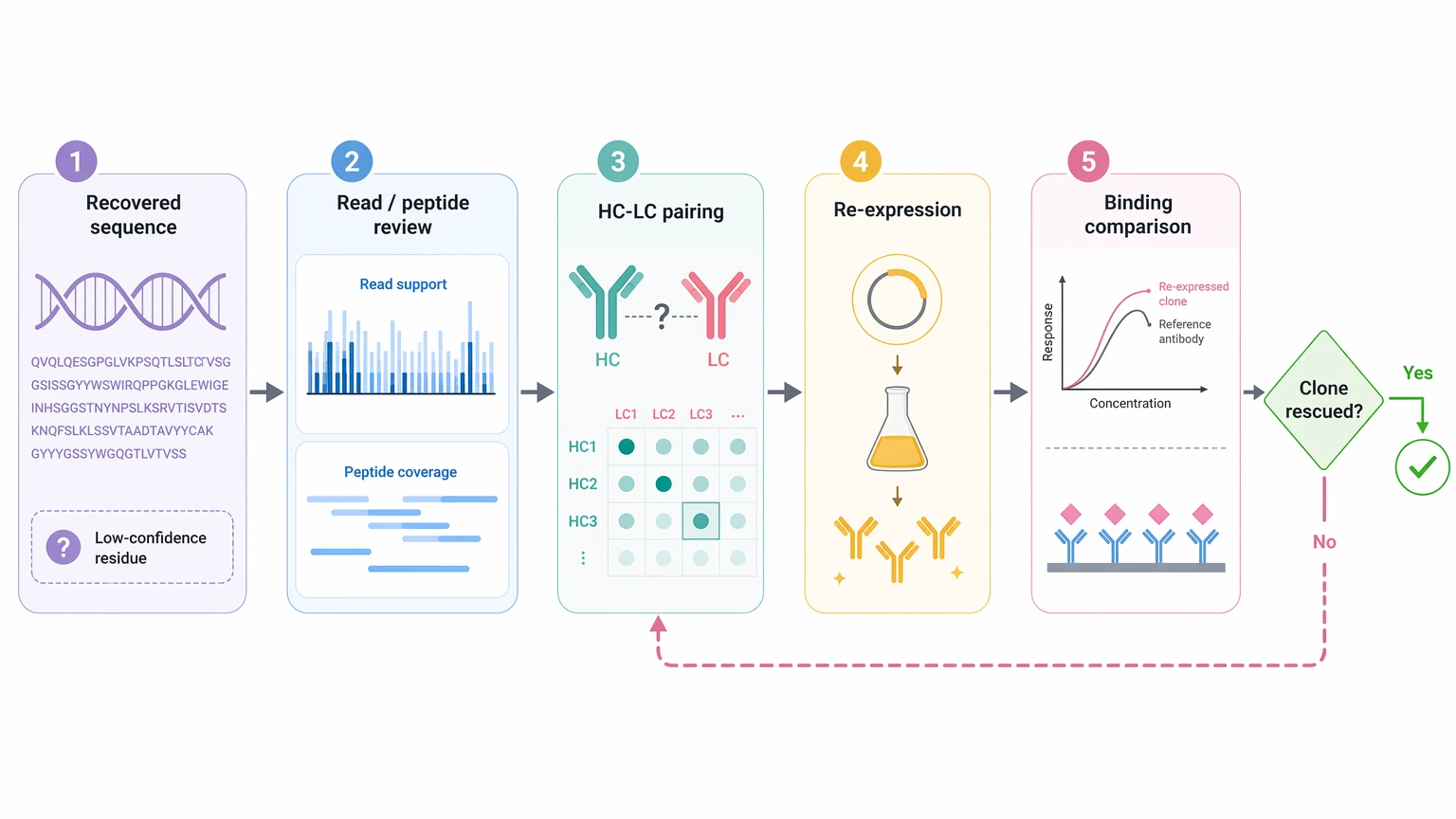 Monoclonal antibody sequencing validation workflow from recovered sequence through re-expression and binding comparison