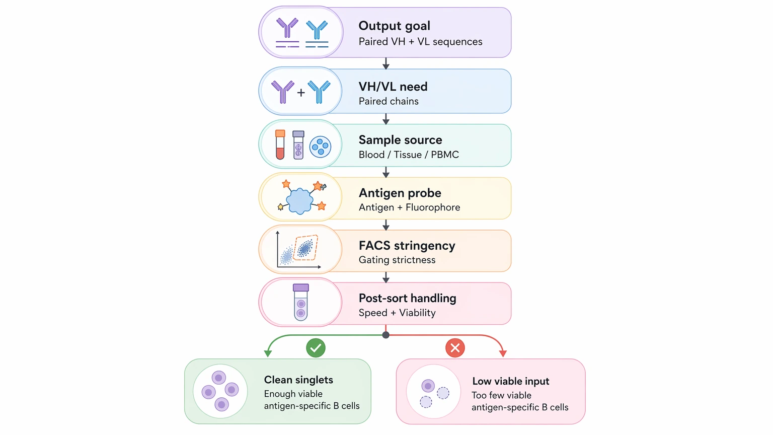 single-cell antibody sequencing decision path from output goal to sample source antigen probe and FACS planning