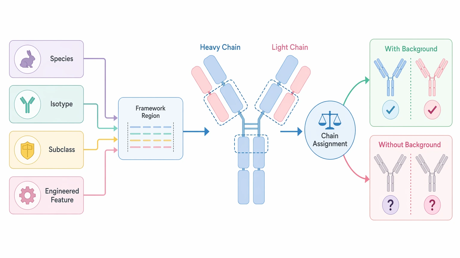 De novo antibody sequencing chain assignment diagram showing species and isotype metadata supporting framework interpretation