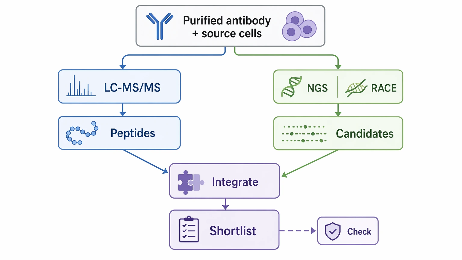 Integrated polyclonal antibody sequencing workflow combining LC-MS/MS peptide evidence with repertoire sequencing or RACE