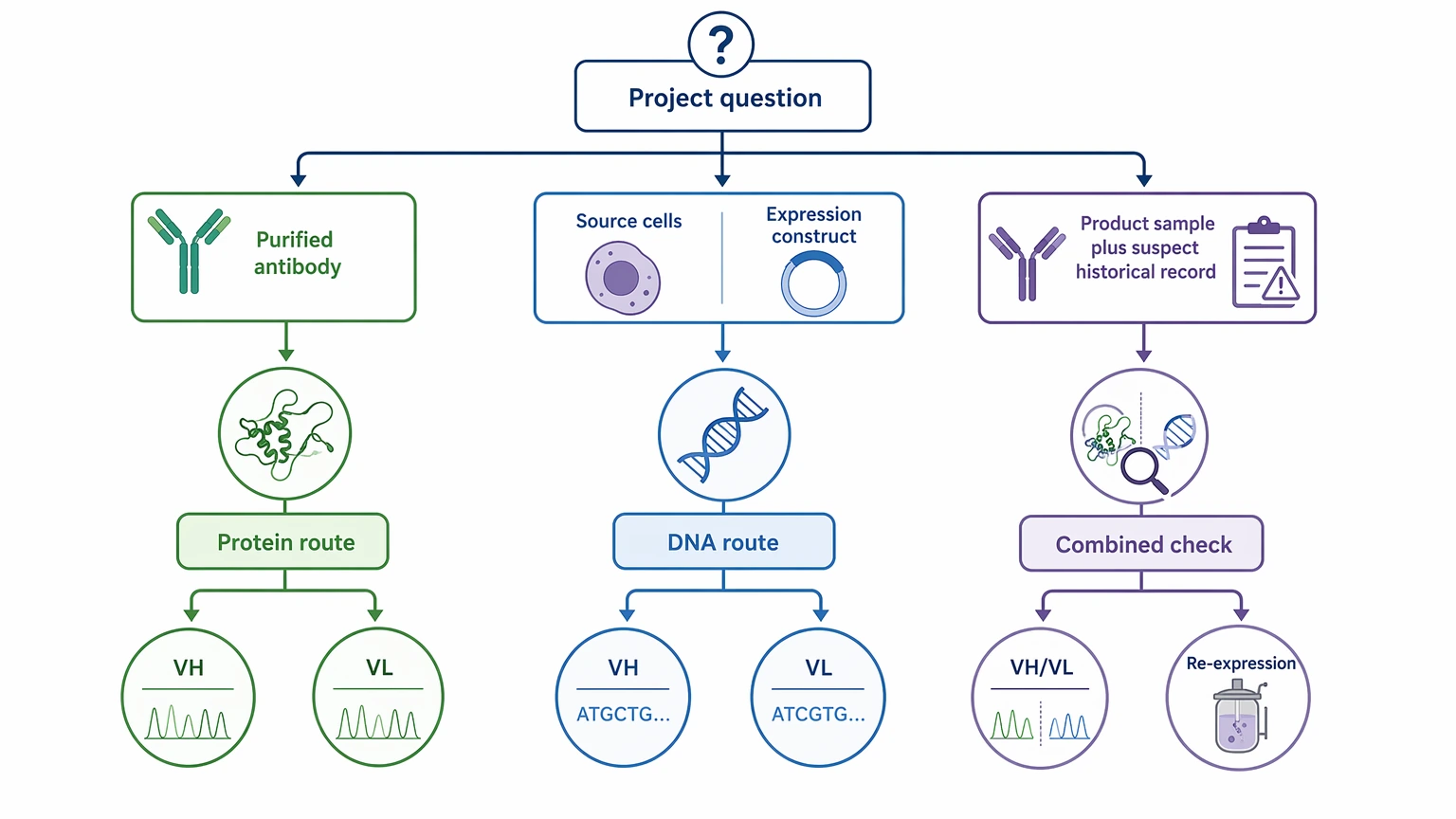 antibody protein sequencing decision path diagram showing protein route, DNA route, and combined workflow selection