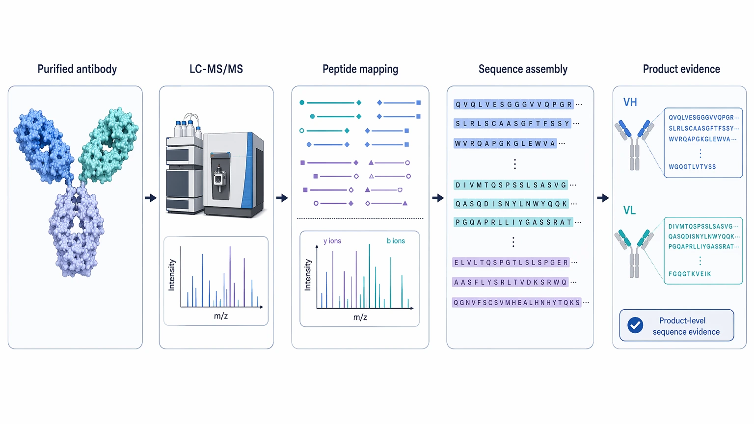 antibody protein sequencing technical principle diagram showing purified antibody, LC-MS-MS, peptide mapping, and sequence assembly