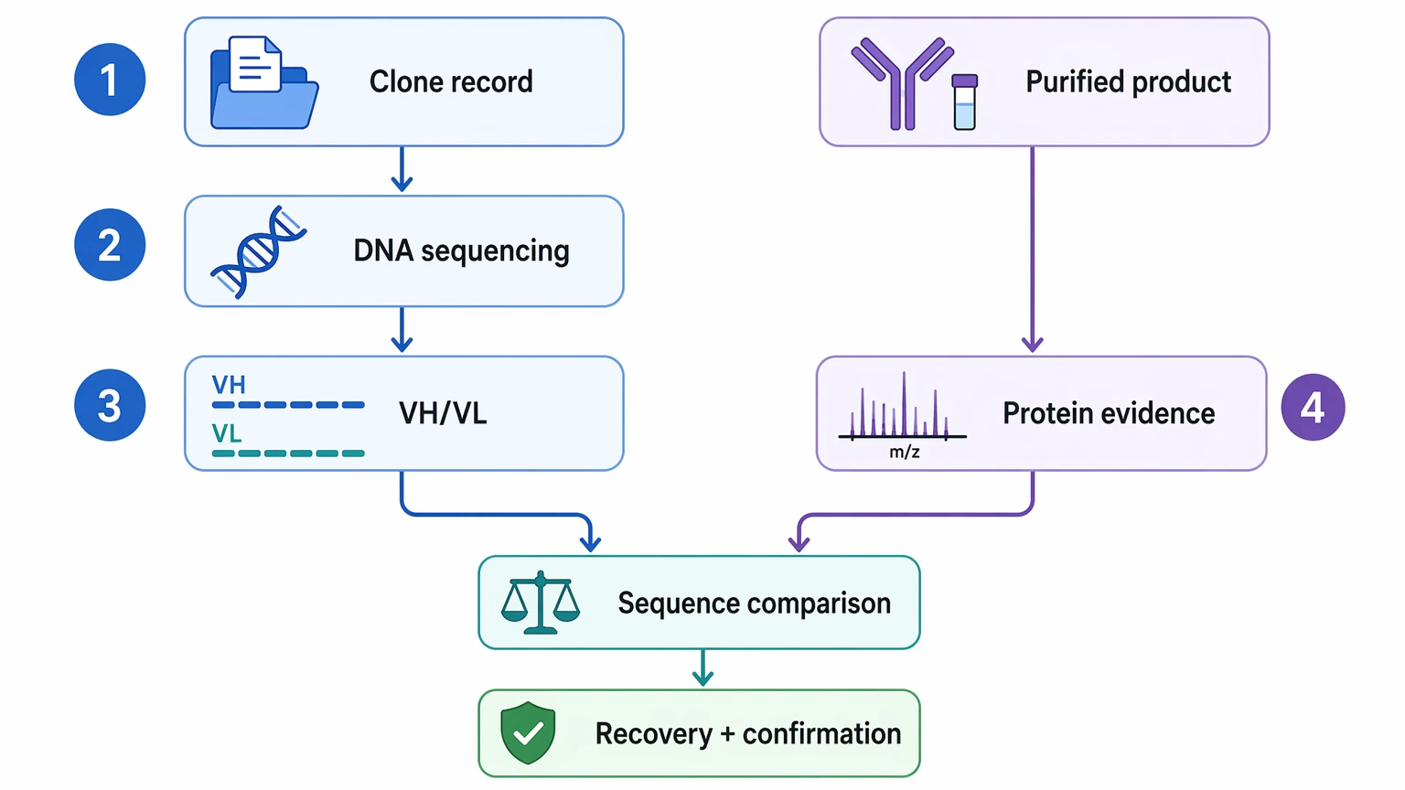 antibody protein sequencing combined workflow diagram comparing clone-derived recovery with product-level sequence confirmation
