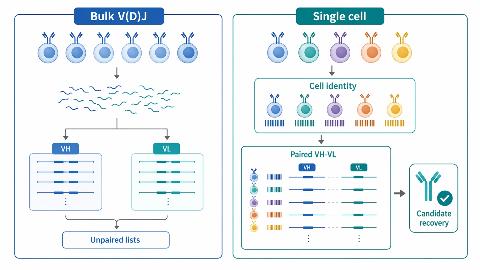 Single cell antibody sequencing comparison diagram showing preserved paired heavy-light chain recovery versus bulk V(D)J profiling