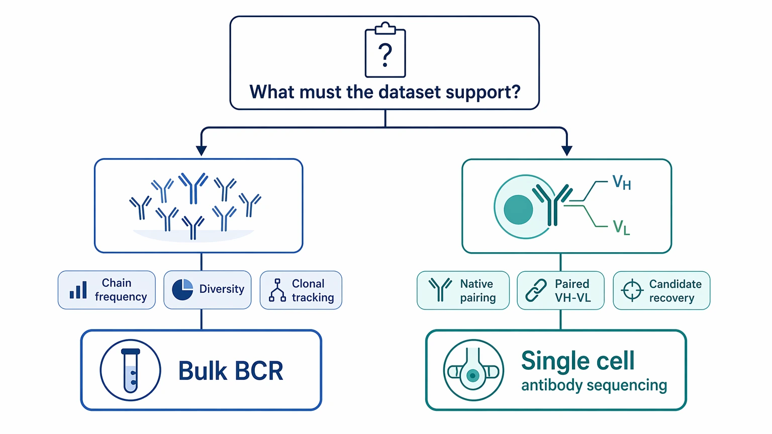 Single cell antibody sequencing decision path diagram for native pairing versus bulk BCR workflow selection