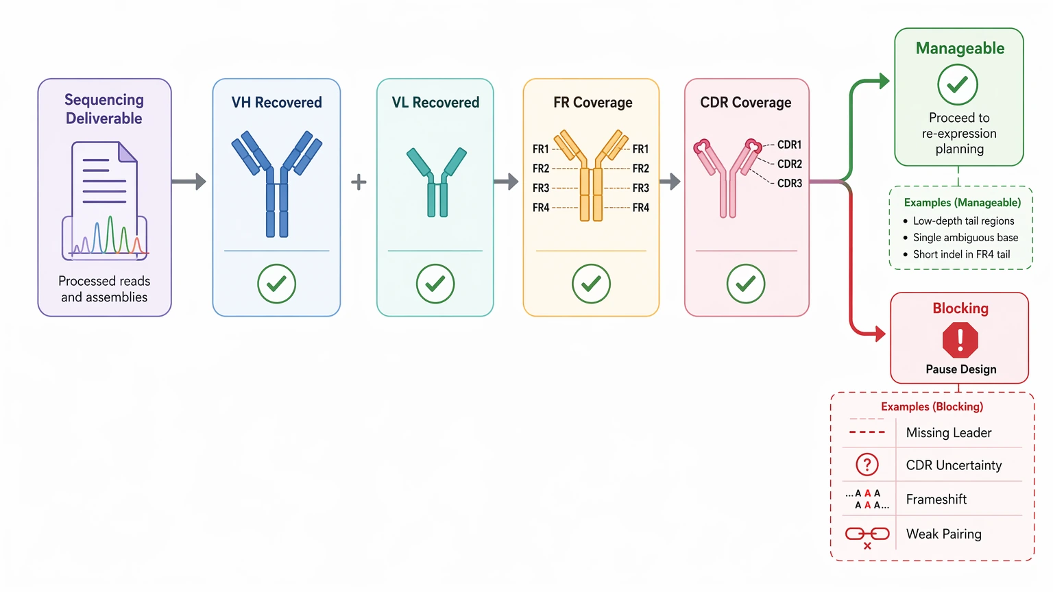 Antibody sequencing review workflow showing VH/VL recovery, coverage checks, and manageable versus blocking uncertainty