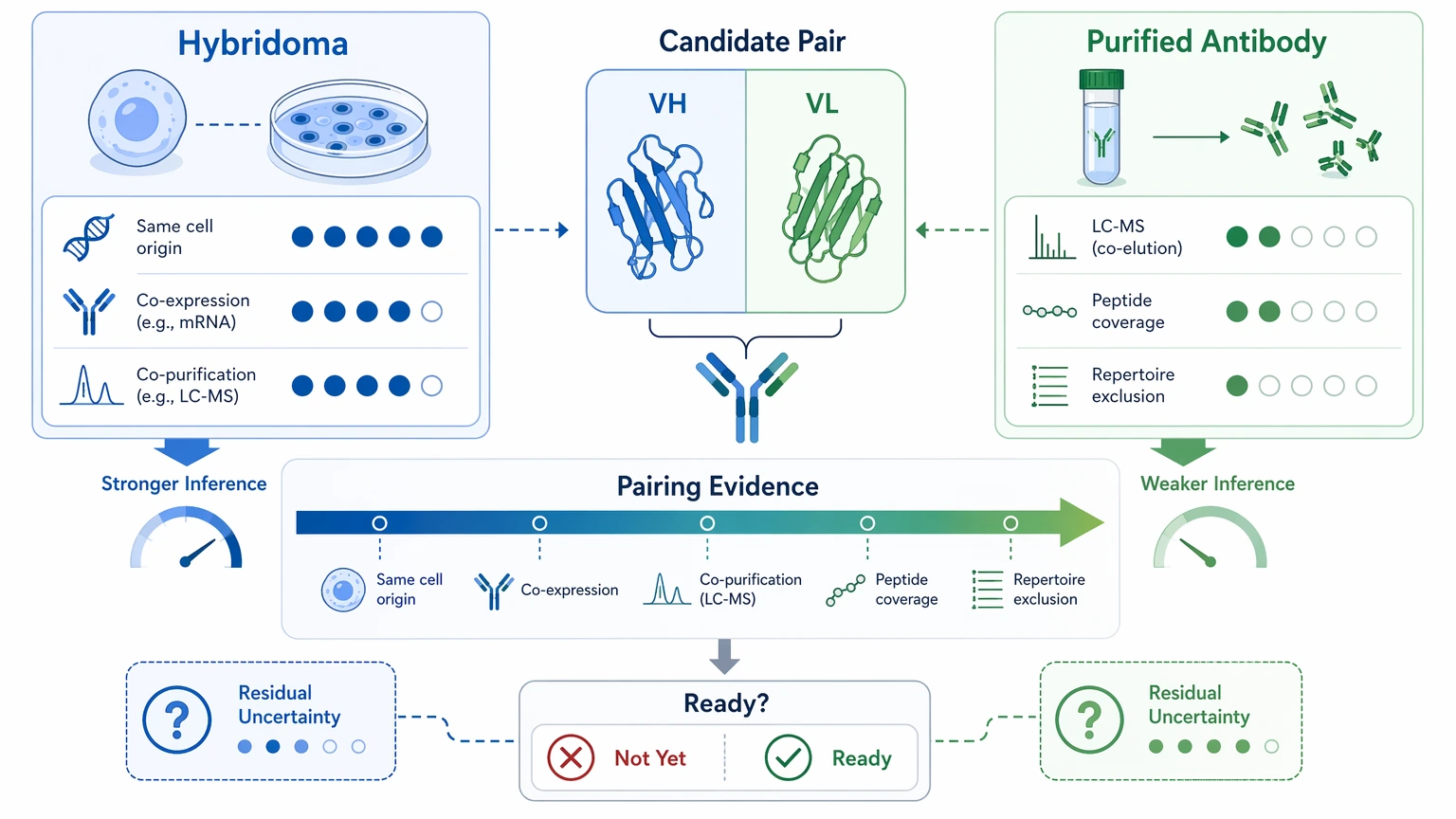 Antibody sequencing chain pairing confidence diagram comparing hybridoma and purified antibody inference strength