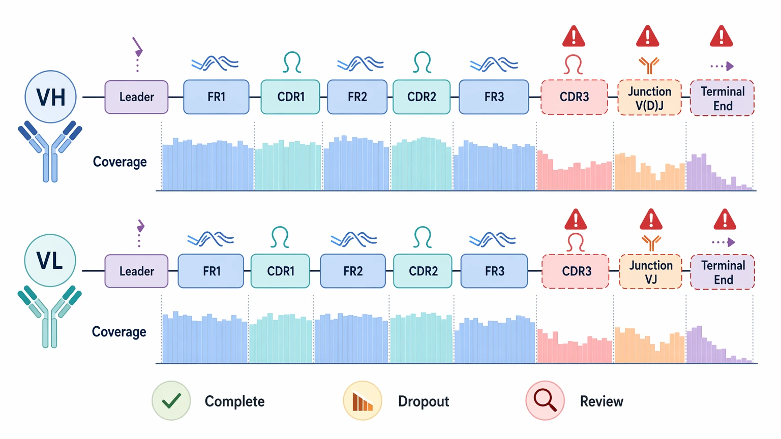 antibody sequencing ngs coverage map across VH and VL variable-region segments