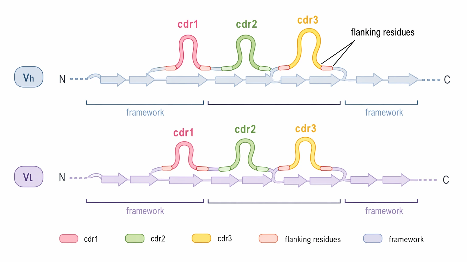 Antibody CDR sequencing diagram showing CDR loop coverage, flanking residues, and framework context