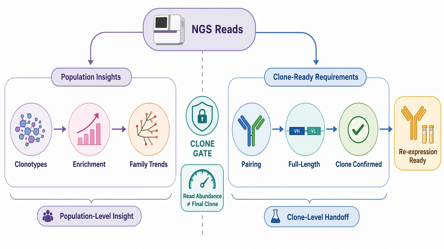 ngs antibody sequencing decision diagram showing repertoire analysis outputs versus final clone confirmation requirements