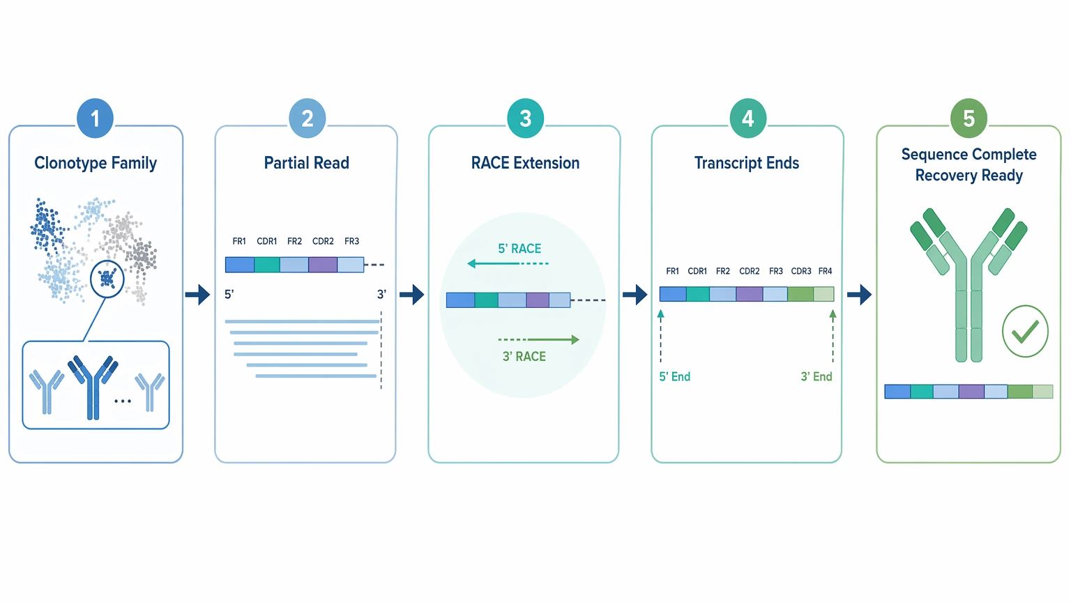 ngs antibody sequencing workflow with RACE extension for full-length variable-region recovery