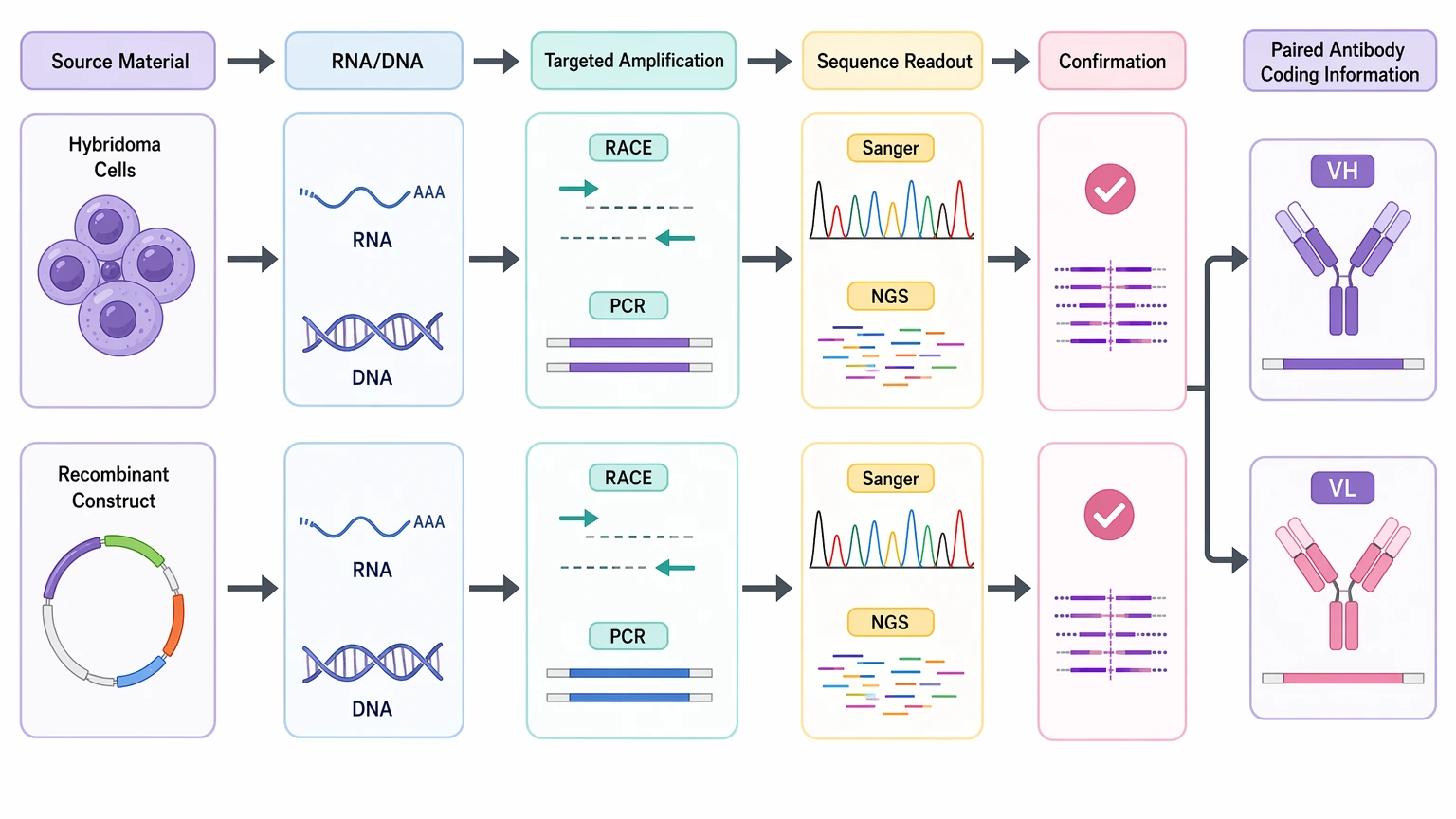 Monoclonal antibody sequencing workflow from hybridoma RNA or construct DNA to paired VH and VL recovery