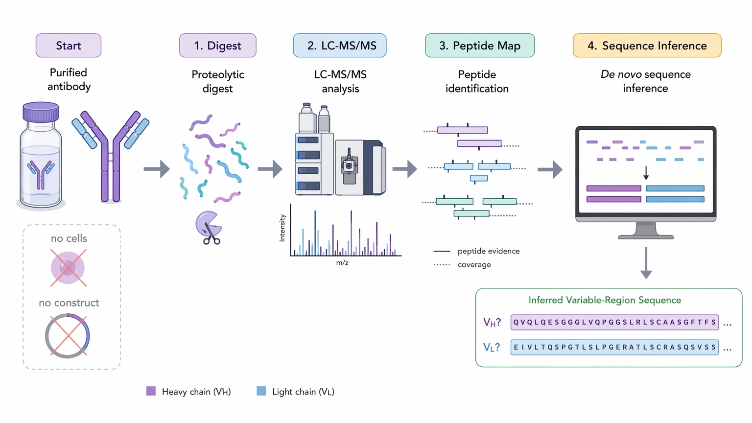 monoclonal antibody sequencing illustration: De novo antibody sequencing workflow from purified antibody through LC-MS/MS peptide mapping and sequence inference