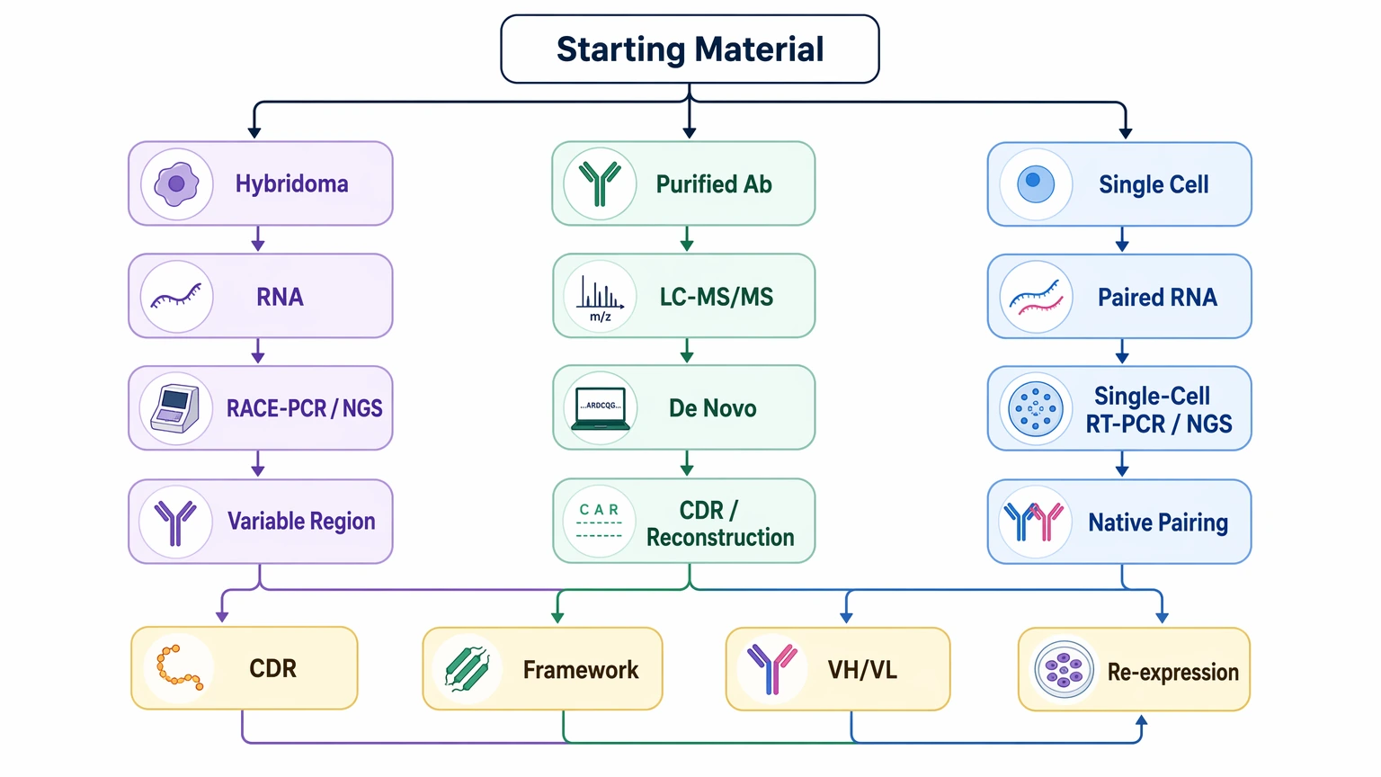 Antibody sequencing services decision path showing hybridoma, purified antibody, and single-cell workflow choices