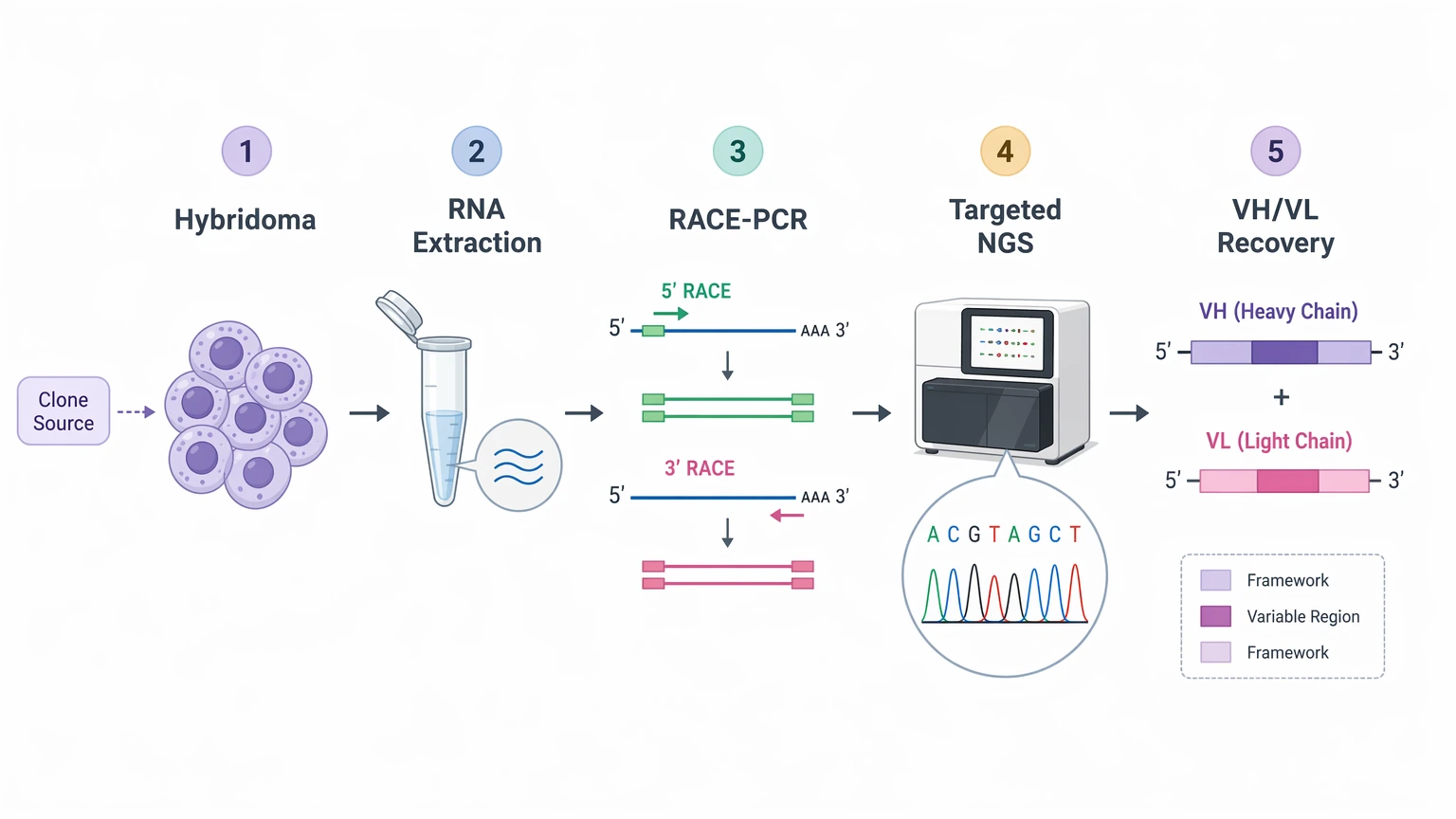 Antibody sequencing services hybridoma workflow diagram from cellular RNA to VH and VL sequence recovery