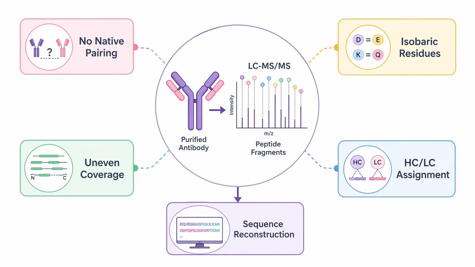 Antibody sequencing services diagram showing purified antibody sequence recovery limits and VH VL pairing uncertainty
