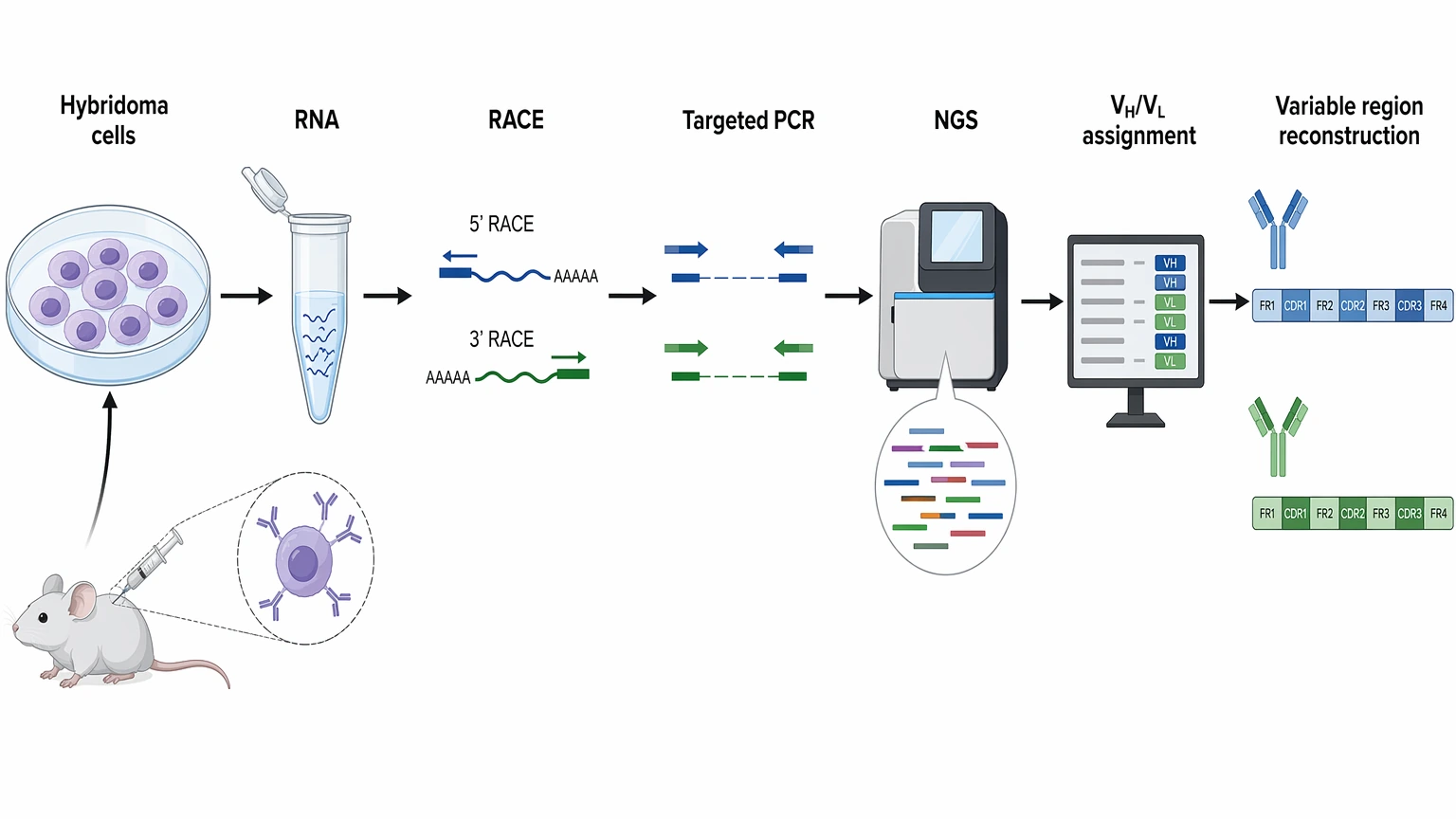 Antibody sequencing hybridoma transcript recovery workflow for VH and VL reconstruction