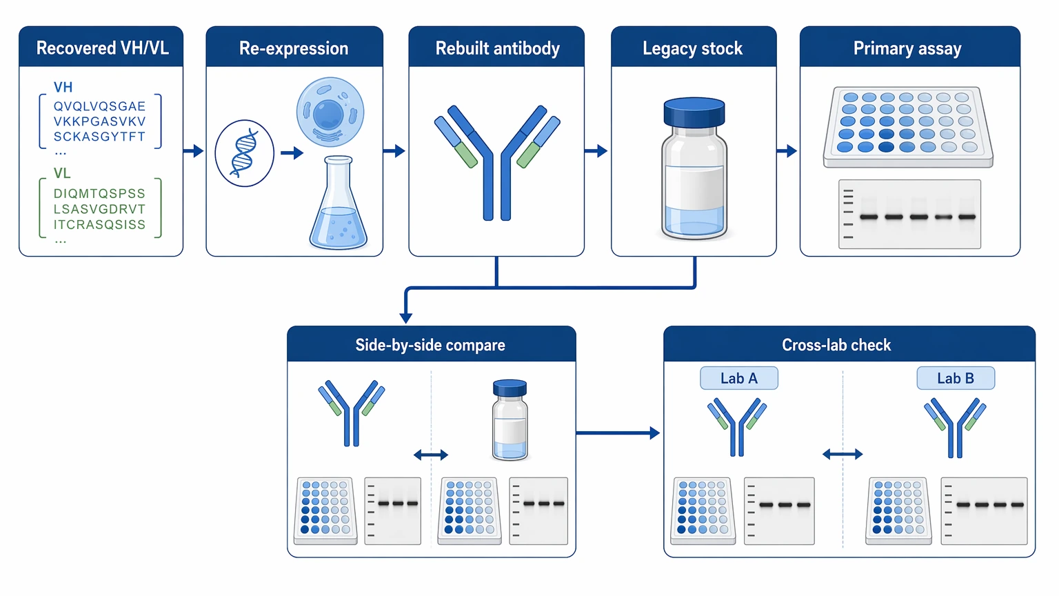 Antibody sequencing validation workflow for recombinant re-expression and legacy stock comparison