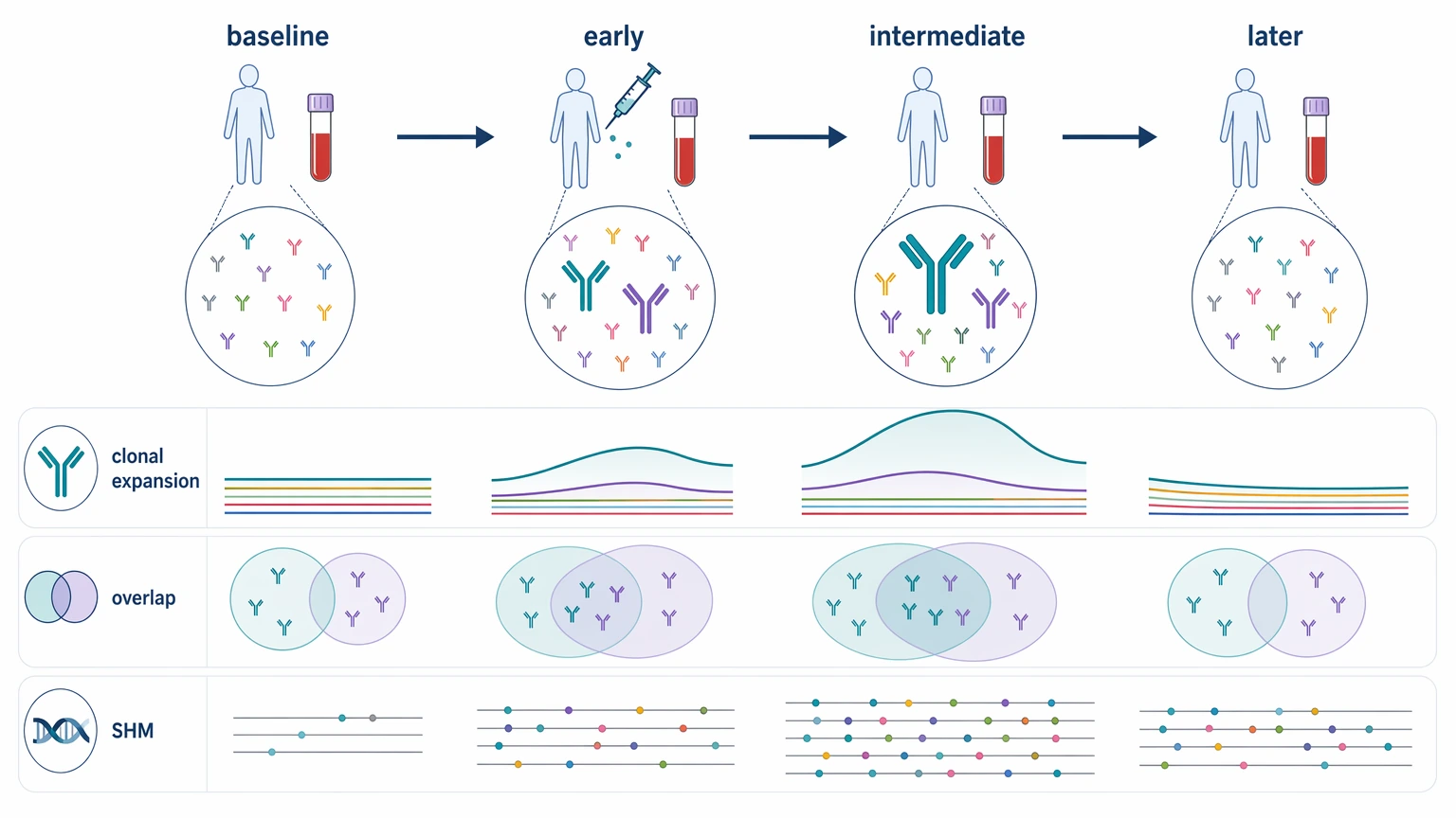 Deep sequencing and human antibody repertoire analysis timeline showing baseline and post-intervention sampling for repertoire dynamics