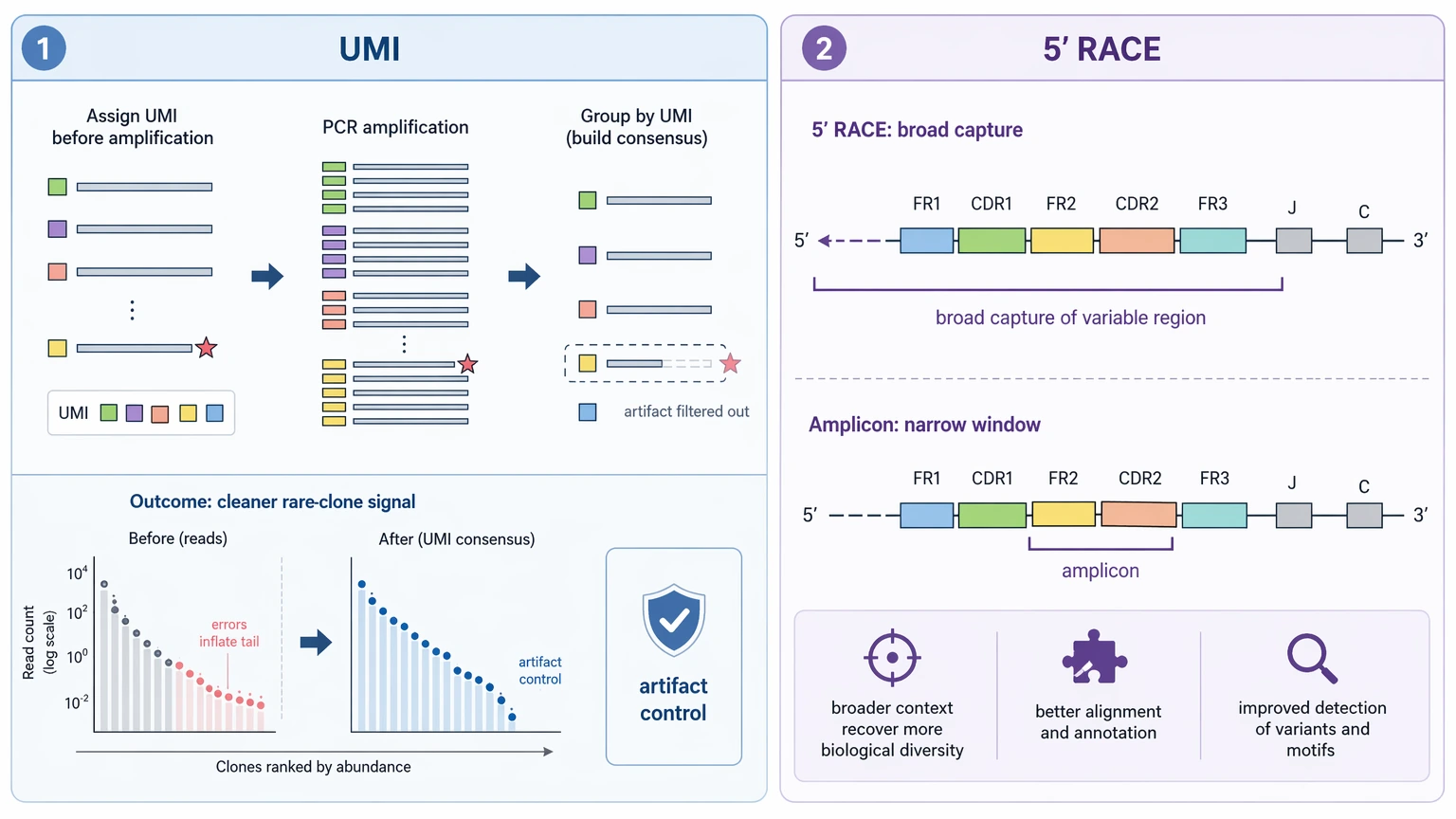 Deep sequencing and human antibody repertoire analysis diagram showing UMI error control and 5-prime RACE variable-region capture