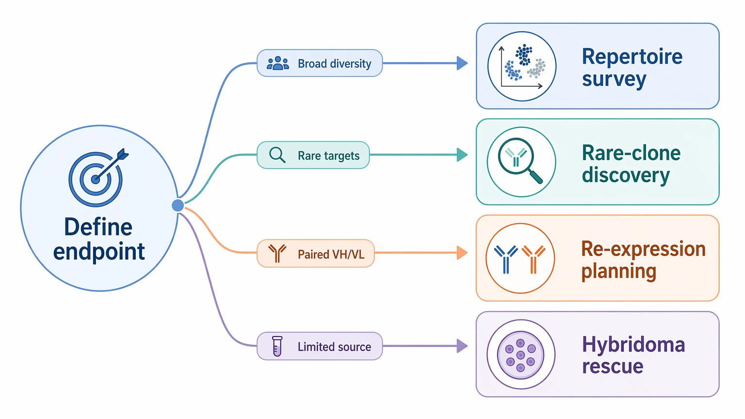 Single-cell antibody sequencing selection guide showing four endpoint paths for repertoire survey, rare-clone discovery, re-expression planning, and hybridoma rescue