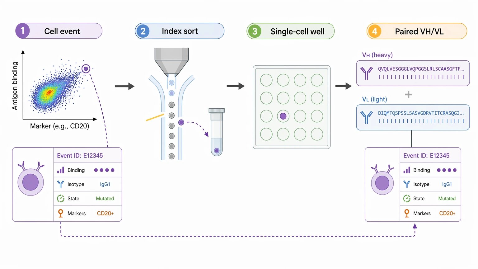 Single-cell antibody sequencing index sorting workflow linking cell phenotype metadata to paired VH and VL sequence recovery