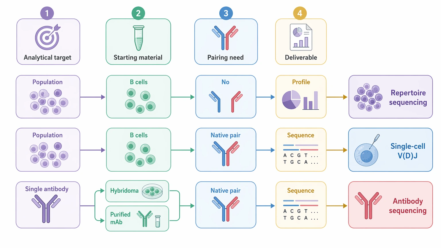 Antibody repertoire sequencing route selection guide comparing repertoire sequencing, single-cell V(D)J, and antibody sequencing