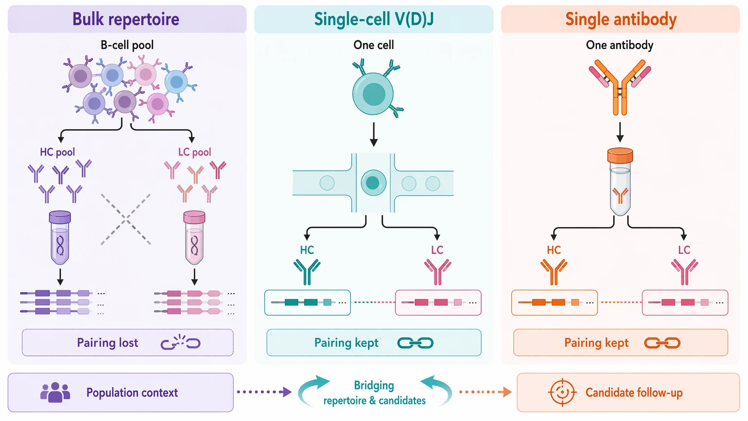 Antibody repertoire sequencing chain pairing comparison across bulk repertoire, single-cell V(D)J, and single-antibody sequencing