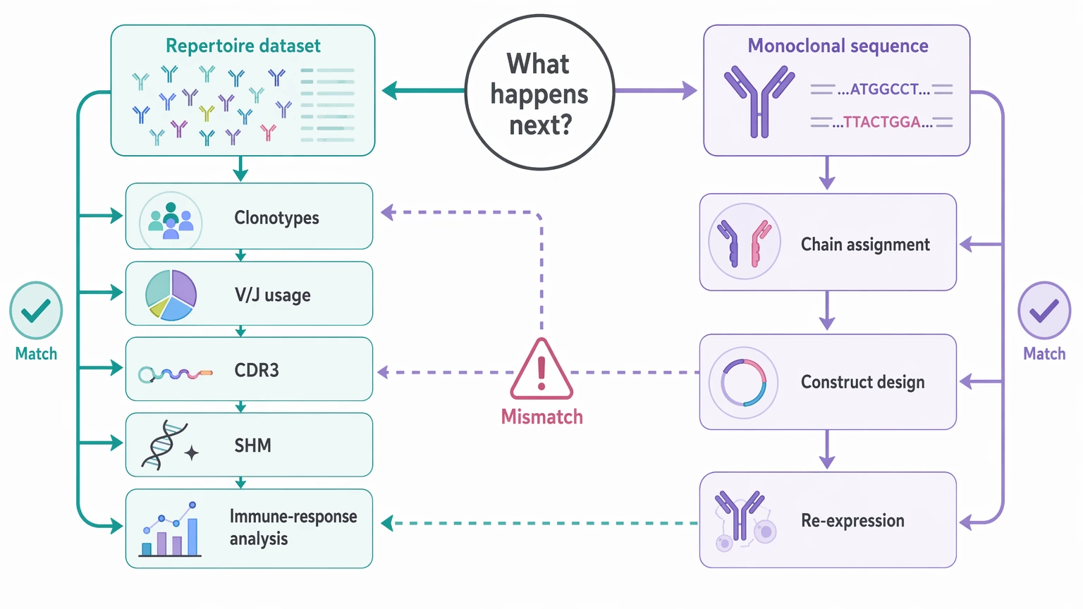 Antibody repertoire sequencing downstream decision map linking deliverables to immune profiling or clone rescue