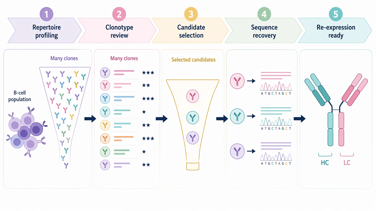 Antibody repertoire sequencing staged workflow from repertoire profiling to clone-focused sequence recovery