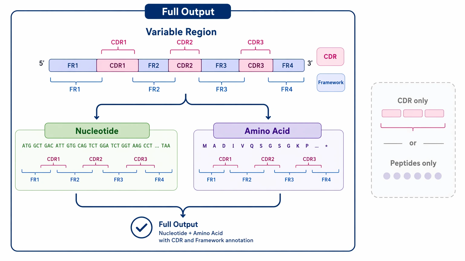 Hybridoma monoclonal antibody sequencing deliverable diagram showing nucleotide and amino acid variable-region outputs with CDR and framework annotation