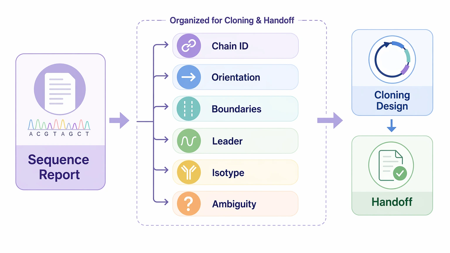 Hybridoma monoclonal antibody sequencing reformatting-readiness diagram showing report organization for cloning design and handoff