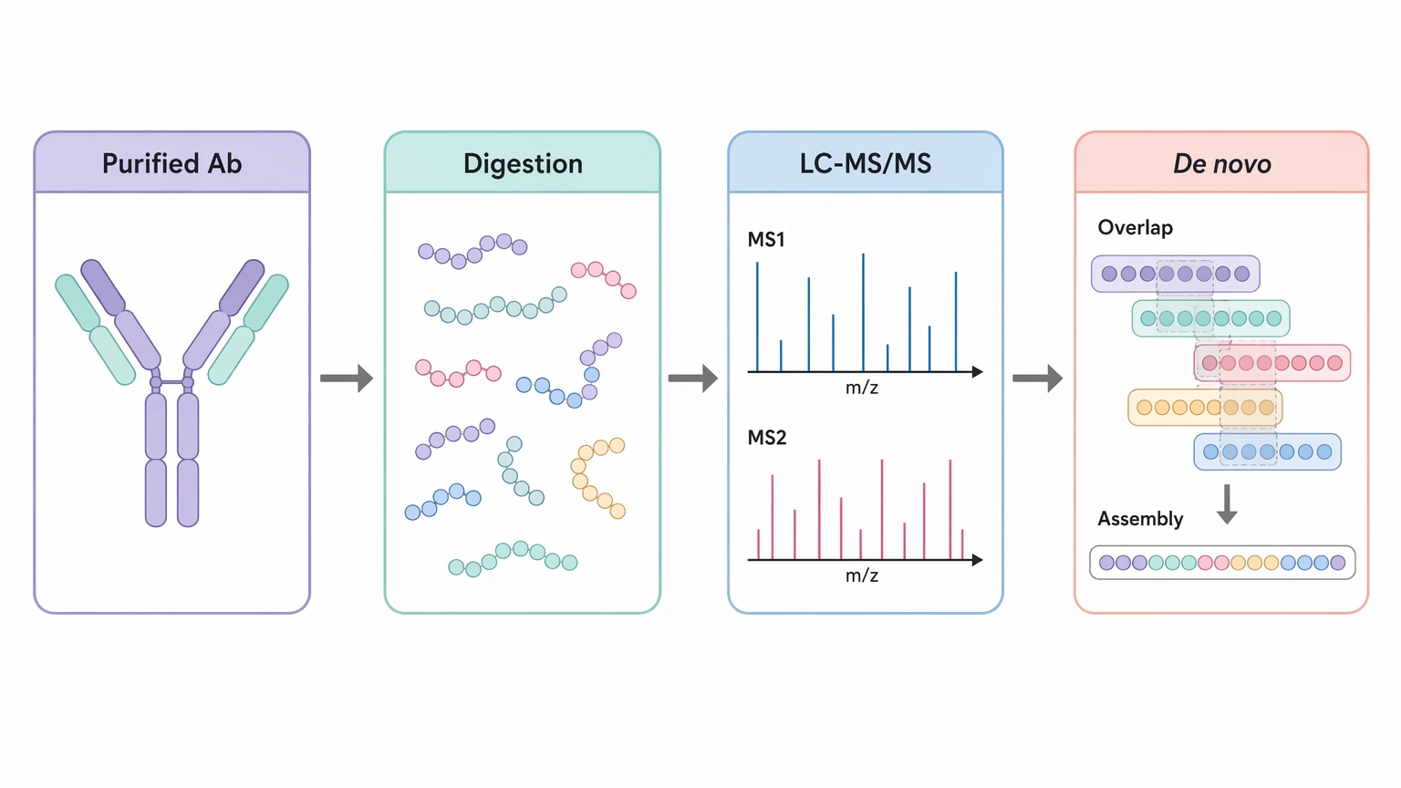 Antibody amino acid sequencing workflow from purified antibody digestion to LC-MS/MS and sequence assembly